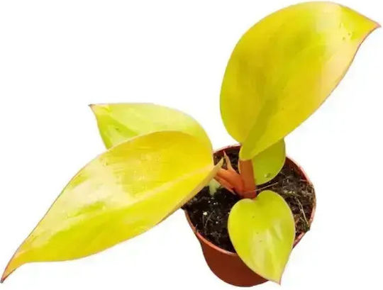 Philodendron 'mars' Ø7 Cm