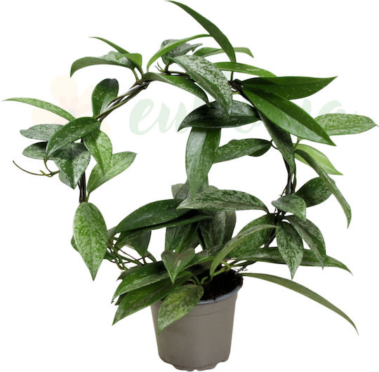 Hoya Pubicalyx Silber Spot Reva Ø12 Cm XL