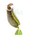 Nepenthes Albomarginata Ø8,5cm