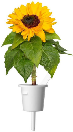 Click Sonnenblumen Saatgut Click Sonnenblumen Saatgut
