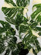 Monstera Höhe Über 90 Cm Monstera Deliciosa 'thai Constellation'