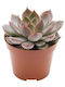 Echeveria 'morango' 10.5cm