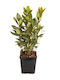 Δάφνη Laurus Nobilis Global Gap Gecertificeerd