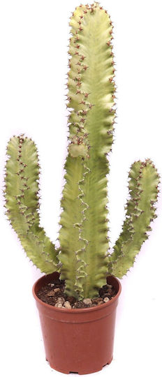 Εφόρβια Euphorbia Ingens Marmorata