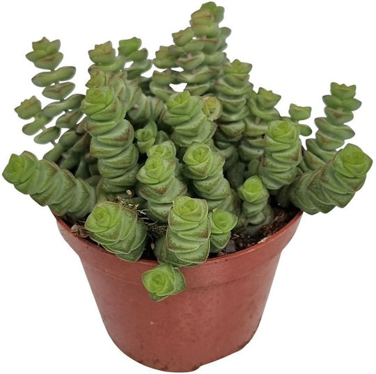 Κράσουλα Crassula Marnieriana Hottentot