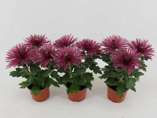 Хризантема Chrysanthemum Ind Лилава Анастасия Премиум Хризантема Chrysanthemum Ind Лилава Анастасия Премиум