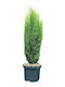 Cupressus 'totem' 5lt
