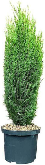 Cupressus 'Totem' 5L