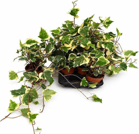 Hedera 'Gloire De Marengo' 13cm Hedera 'Gloire De Marengo' 13cm