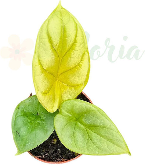 Alocasia 'Golden Dragon' Ø7 Cm