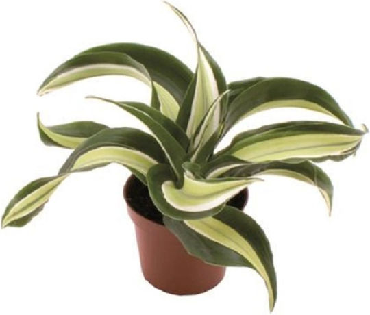 Eufloria Dracaena Fragrans 'malaika' Ø6 cm Eufloria Dracaena Fragrans 'malaika' Ø6 cm