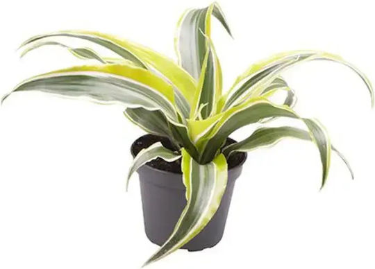 Dracaena Fragrans 'lemon Surprise' Ø6 Cm