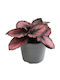 Begonie Magic Colours Red Kiss Ø6 cm