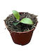 Hoya Sp Mini Coin Kalimantan Silber Ø8 Cm