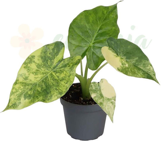 Alocasia Macrorrhizos 'aurea Variegata' Ø6 Cm