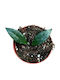 Hoya Sp Cianjur Splash Ø8 Cm