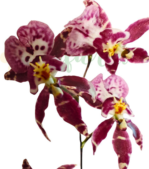 Brassidium Orchidee — Hoch Duftende Orchidee Kleine Sternförmige Blumen Ø12 Cm