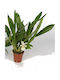 Cochleanthes Orchideen Weiße Indigo Blumen