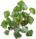 Trapa Natans Live Aquarium Plants