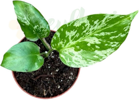 Monstera Deliciosa 'bulbasaur' Ø8 Cm