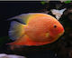 Severum Red Spotted M L
