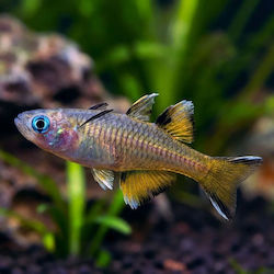 Pești De Acvariu Vii Pacific Blue-eye Pseudomugil Signifer