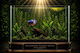 Betta Splendens Hmpk