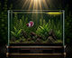 Betta Splendens Hmpk Dumbo