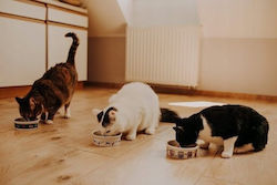 Pan Miesko Dry Cat Food for Adult Cats with Chicken / Trout / Meat / Salmon 1.6kg
