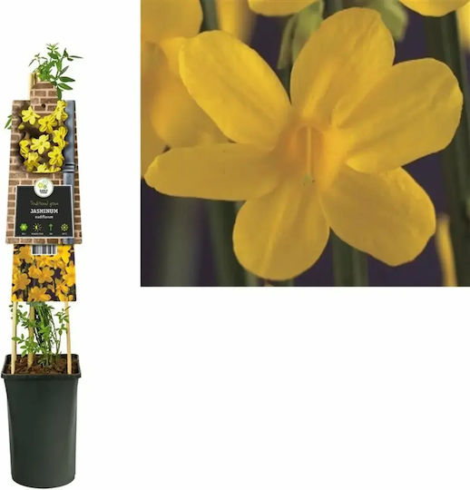 "γιασεμί Κίτρινο" Jasminum Nudiflorum Αρωματικο