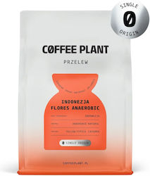 Coffee Plant Φίλτρου σε Κόκκους 250gr Coffee Plant Φίλτρου σε Κόκκους 250gr