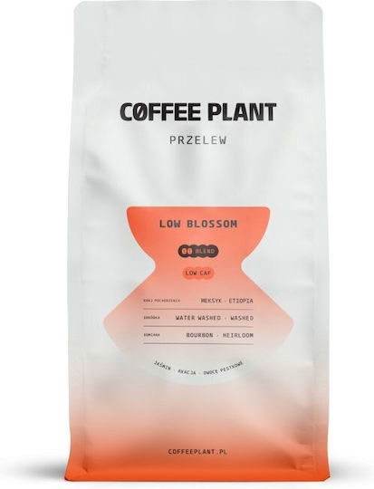 Coffee Plant Filter Coffee Arabica Grains 800gr