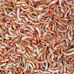 Tropical Gammarus Торбичка 12г Гамариди Tropical Gammarus Торбичка 12г Гамариди
