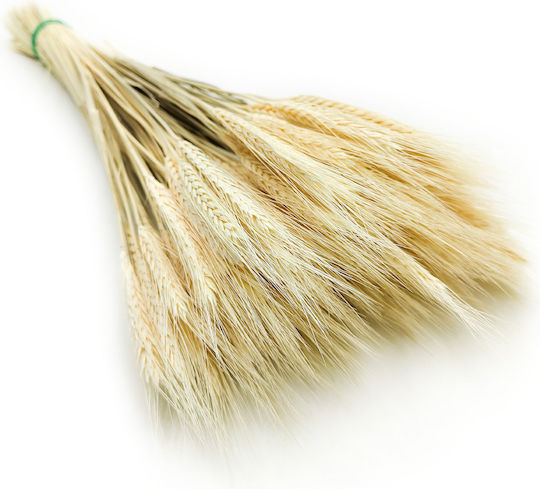 Dried Triticale Bleached
