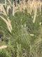 Pennisetum Setaceum Голямо Високо Растение