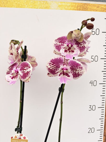 Phalaenopsis Mf Red Papaya Lippy 2 Stems