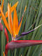 Στρελίτσια Strelitzia Juncea Premium