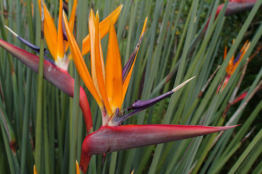 Στρελίτσια Strelitzia Juncea Premium