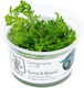 Selaginella Uncinata Terra-2-Grow