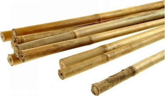 Big Bambus Stick De Susținere A Plantelor 16/18mm*1500mm 1 Buc