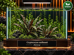 Cryptocoryne Mollmani