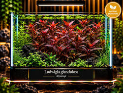 Ludwigia Glandulosa