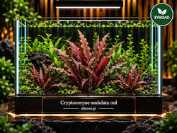 Cryptocoryne Undulata Red