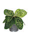 Homalomena 'camouflage' 12cm