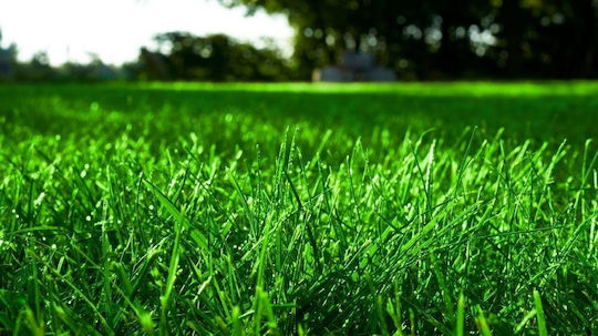 Geniki Fytotechniki Athinon Fescue Lawn Seeds 20kg