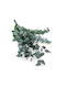 Stabilized Eucalyptus Stuartiana Green