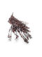 Stabilized Eucalyptus Parvifolia Red