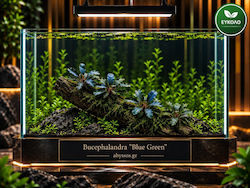 Bucephalandra 'blue Green'