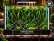 Vallisneria Spiralis Root