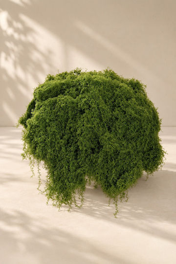 Soft Moss Single-Colored Evergreens